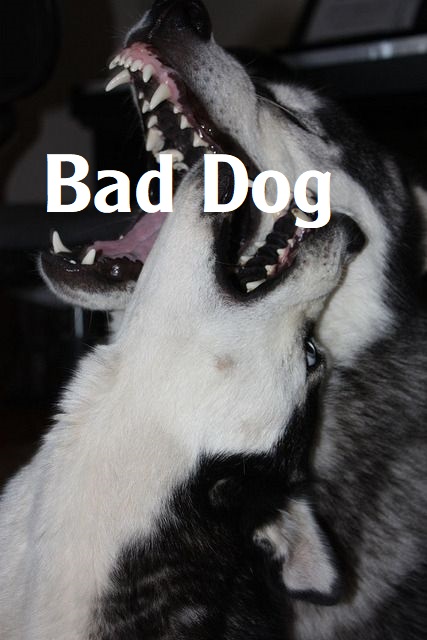 Bad-Dog-